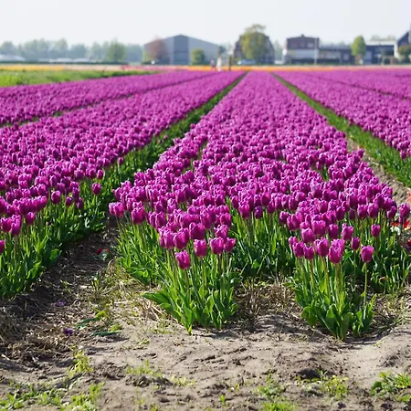 Bed & Breakfast Tulip